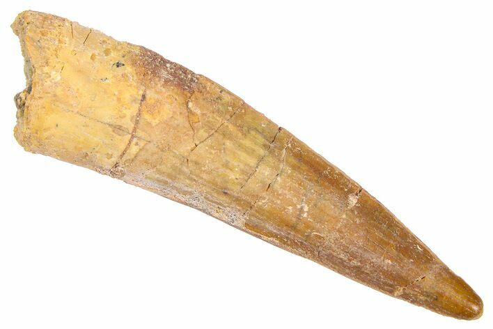 Fossil Spinosaurus Tooth - Real Dinosaur Tooth #382324